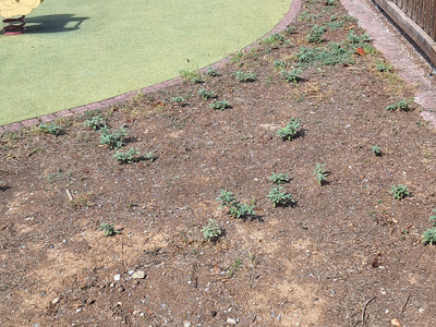 Φύτευση  δένδρων. Αλησμόνητων Πατριδων