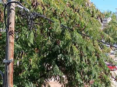 ΔΕΝΤΡΟ ΣΕ ΚΑΛΩΔΙΑ  ΠΟΝΤΟΥ