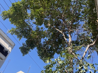 κοπη δεντρου παρασιτο κ εχει παρει υψος 	Ηρακλείας