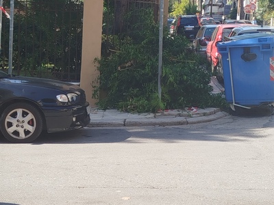 ΑΠΟΚΟΜΙΔΗ ΚΛΑΔΙΩΝ ΣΤΗΝ ΜΑΚΡΟΧΩΡΙΟΥ ΜΕ ΔΡΑΚΟΠΟΥΛΟΥ ΓΩΝΙΑ