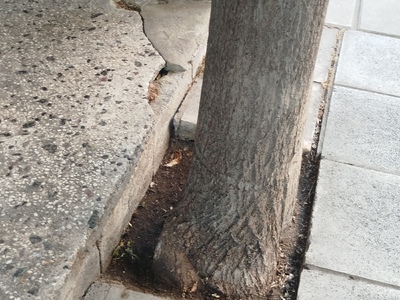 ΑΠΟΚΑΤΑΣΤΑΣΗ ΠΛΑΚΕΣ  ΠΕΖΟΔΡΟΜΙΟΥ  ΚΑΙ ΜΕΙΩΣΗ ΠΛΑΤΟΣ  ΔΕΝΔΡΟΔΟΧΟΥ ΣΤΗΝ  ΦΙΛΙΚΗΣ ΕΤΑΙΡΕΙΑΣ