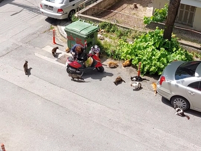 Αποικία από αδέσποτα  Θεραπειών με Προύσσης γωνία