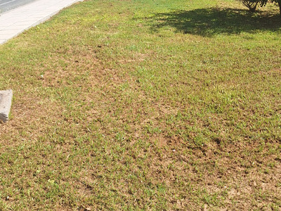 Φυτέψτε και άλλα δέντρα 	Τσιγγιρίδου Χρίστου