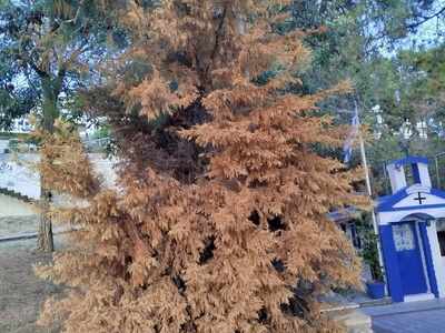 Παρεκκλήσι Αγίας Παρασκευής - Επικινδυνότητα Δέντρων