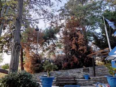 Παρεκκλήσι Αγίας Παρασκευής - Επικινδυνότητα Δέντρων