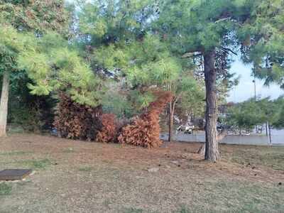 Παρεκκλήσι Αγίας Παρασκευής - Επικινδυνότητα Δέντρων