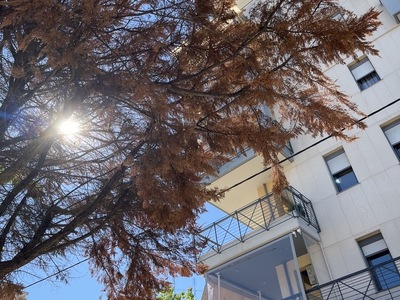 Ξερό πεύκο  	Ανατολικής Θράκης