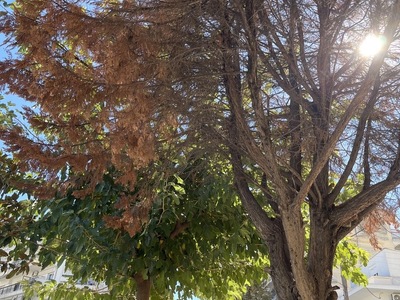 Ξερό πεύκο  	Ανατολικής Θράκης