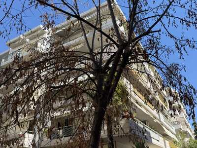 Ξερό δέντρο