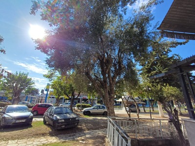 ΚΛΑΔΕΜΑ ΕΛΙΑΣ ΣΤΗΝ ΕΘ.ΑΝΤΙΣΤΑΣΕΩΣ