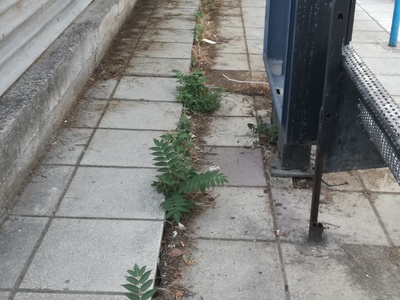 Καθαρισμός χόρτων