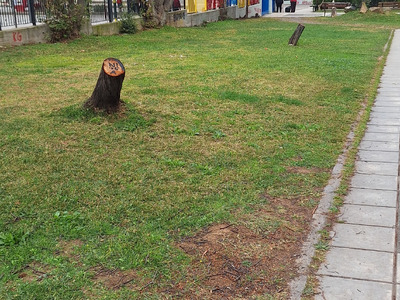 Αντικατάσταση δένδρων.Αλεξάνδρου Παπάγου