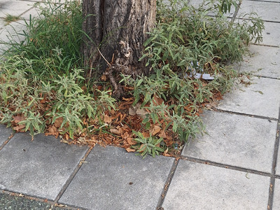 Αντικατάσταση δένδρων Αλεξάνδρου Παπάγου