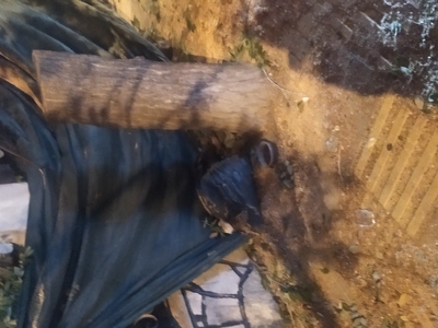 Ριζικό κόψιμο δεντρου 	Πόντου