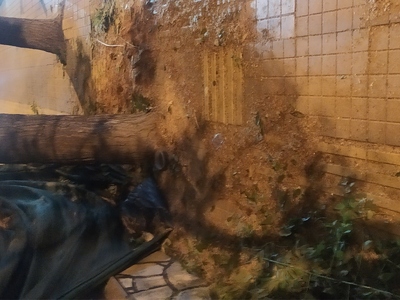 Ριζικό κόψιμο δεντρου  	Πόντου