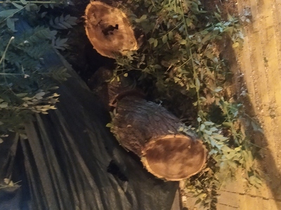 Ριζικό κόψιμο δεντρου  	Πόντου