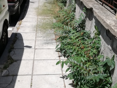 Καθαρισμός χόρτων