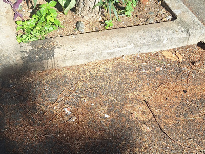 Αντικατάσταση δέντρου Χαλδιας