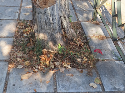 Ξερό δένδρο. Φύτεψε νέο  Τριπόλεως