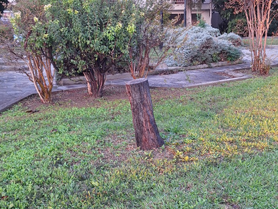 Ξερό δένδρο. Αντικατάσταση. ντικατασταση     	Κωνσταντινου Καραμανλή