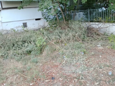 αρτεμιδος κλαδιά 	Αρτέμιδος με Νικολάου στρατού