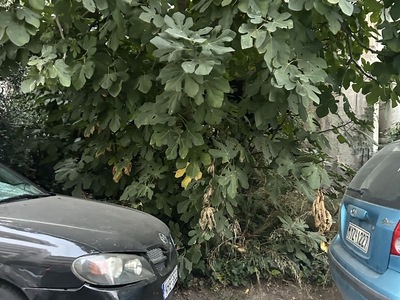 Καθαρισμός οικοπέδου