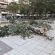 Καταστοφή δέντρων παρκο Κηφισιάς