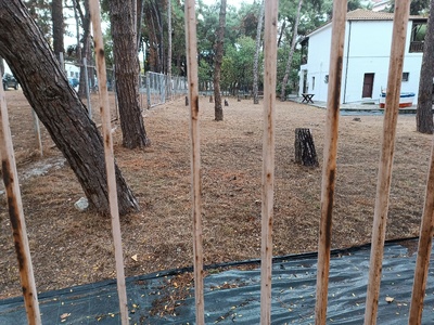 Αντικατάσταση κομμενων δέντρων  	Κολοτούρου