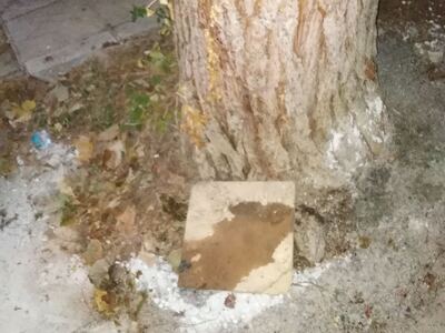 ΕΡΓΑΣΙΕΣ ΣΥΝΕΡΓΕΙΟΥ ΕΥΑΘ ΚΑΙ ΚΟΠΗ ΔΕΝΤΡΩΝ ΣΕ ΠΕΖΟΔΡΟΜΙΟ ΕΠΙ ΤΗΣ ΚΥΜΗΣ 42