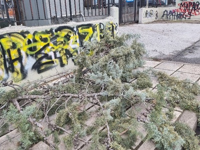 πεσμενα κλαδιά   Αγ.Νικολαου