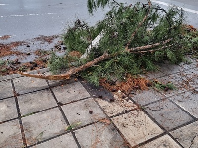 πεσμενο μεγαλο κλαδι  	 Διεύθυνση	Μητροπολίτου Γρηγορίου Κυδωνιών