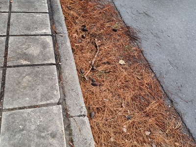 πεσμενο μεγαλο κλαδι  	 Διεύθυνση	Μητροπολίτου Γρηγορίου Κυδωνιών