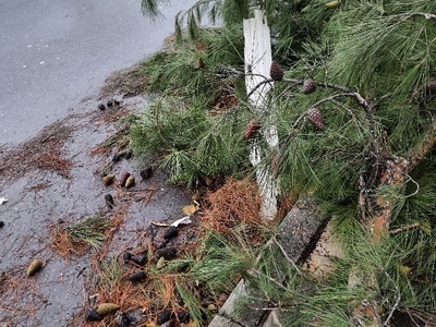 πεσμενο μεγαλο κλαδι  	 Διεύθυνση	Μητροπολίτου Γρηγορίου Κυδωνιών