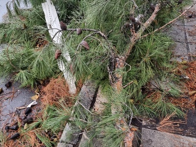 πεσμενο μεγαλο κλαδι  	 Διεύθυνση	Μητροπολίτου Γρηγορίου Κυδωνιών