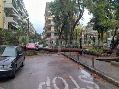 Αίτημα για επαναφύτευση δέντρου στο πάρκο Αναστασίου Κούση, Νικοπόλεως 25