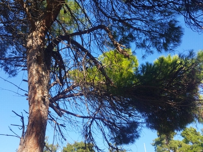 Ξερά κλαδιά στα πεύκα στην παραλία Αρετσούς, πάνω από τα τράπεζα πινγκ πονγκ