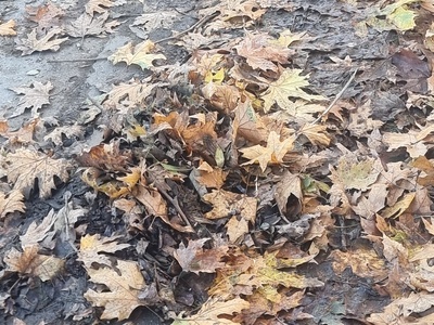 Συσωρευμενα φυλλα,κλαδιά κλπ,απο την κακοκαρια.  Όλη η οδός Μ.Κυδωνιων από τα φανάρια της Αδριανουπόλεως μέχρι την Ίμβρο,