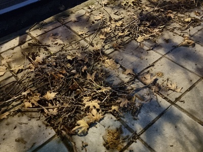 Συσωρευμενα φυλλα,κλαδιά κλπ,απο την κακοκαρια.  Όλη η οδός Μ.Κυδωνιων από τα φανάρια της Αδριανουπόλεως μέχρι την Ίμβρο,