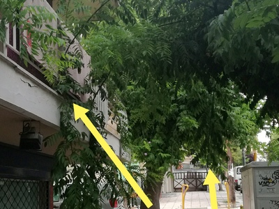 Κλάδεμα δέντρου