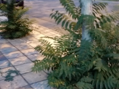 Καθαρισμός χόρτων