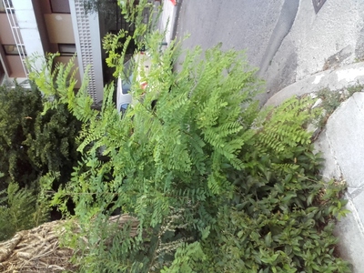 Παρεμποδιση ορατοτητας 