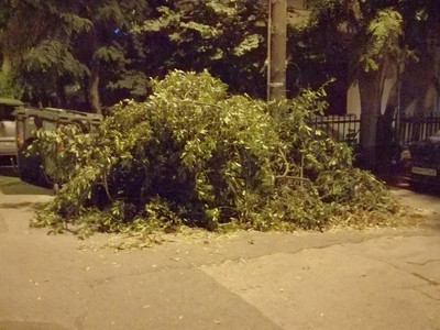 Αποκομιδή κλαδιών