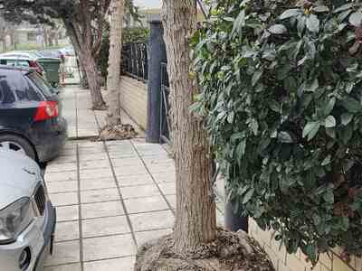 Ρίζες δέντρων του πεζοδρομίου έχουν μεγαλώσει και έχει πάρει κλίση η περίφραξη του συγκροτήματος Oasis  	ΕΦΕΣΟΥ