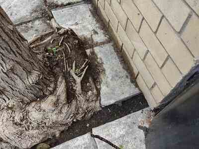 Ρίζες δέντρων του πεζοδρομίου έχουν μεγαλώσει και έχει πάρει κλίση η περίφραξη του συγκροτήματος Oasis  	ΕΦΕΣΟΥ