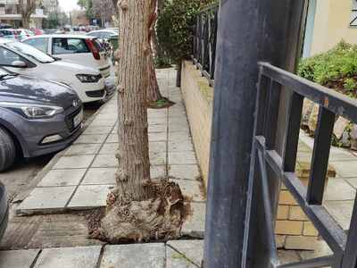Ρίζες δέντρων του πεζοδρομίου έχουν μεγαλώσει και έχει πάρει κλίση η περίφραξη του συγκροτήματος Oasis  	ΕΦΕΣΟΥ