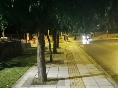 Κλάδεμα δέντρων