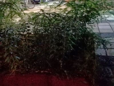 Κλάδεμα - καθαρισμός χόρτων