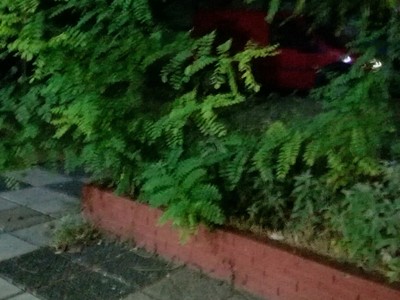 Κλάδεμα - καθαρισμός χόρτων