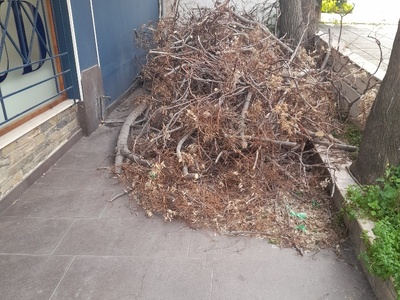 Αιγαιου   κλαδια