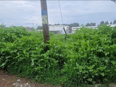 Δέντρα-Θάμνοι  	Αλ. Παπάγου